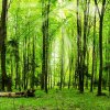 3_malwina_obarska_cykl zdjec_w lesie_walory przyrodnicze